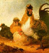 Rooster Hens Aelbert Cuyp